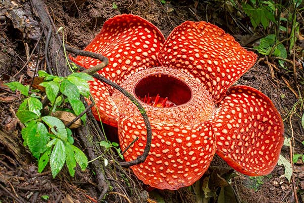 rafflesia-flower