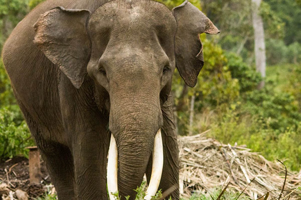 sumatran-elephant